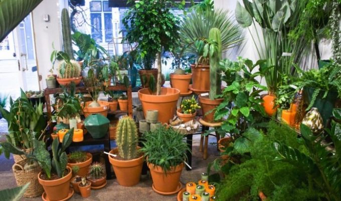 Welke planten in je nieuwe huis?